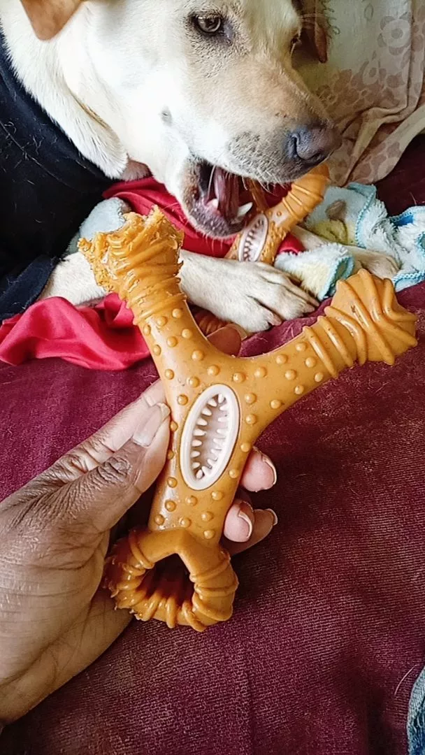 Mordedor formato Y em detalhe com cachorro ao fundo