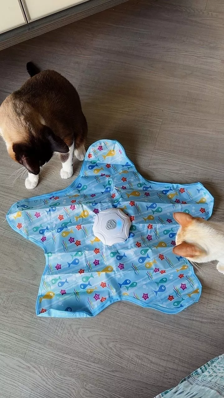 Dois gatos ao redor do tapete estrela interativo