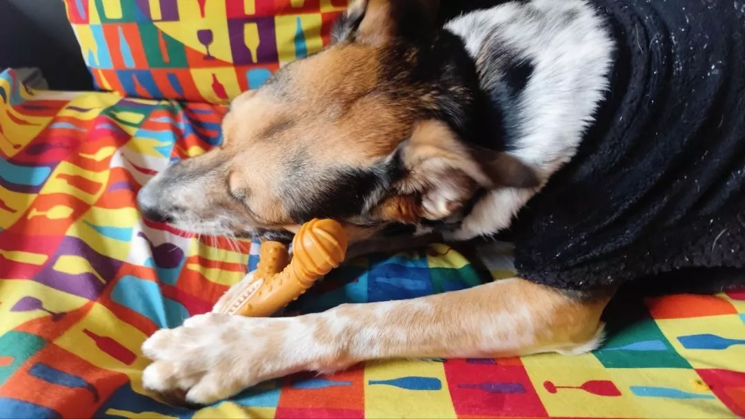 Cachorro de suéter preto mordendo o osso sabor bacon deitado