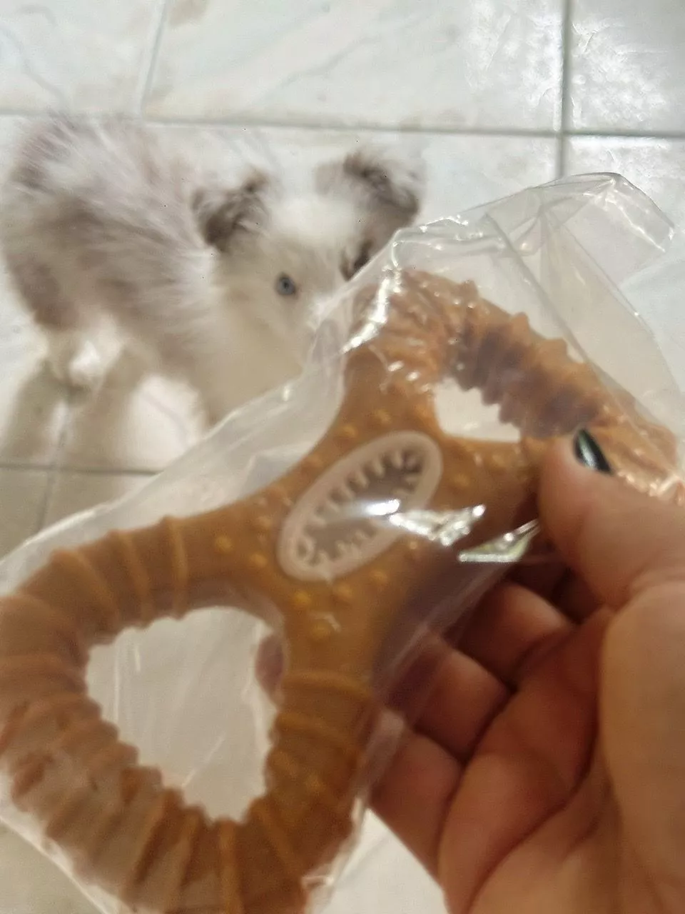 Mordedor ainda na embalagem lacrada com cachorro ao fundo