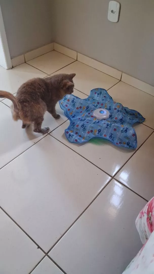 Gato cinza se aproximando do tapete estrela ligado