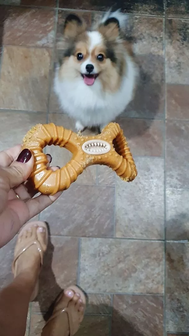 Lulu da pomerânia olhando para o mordedor formato 8