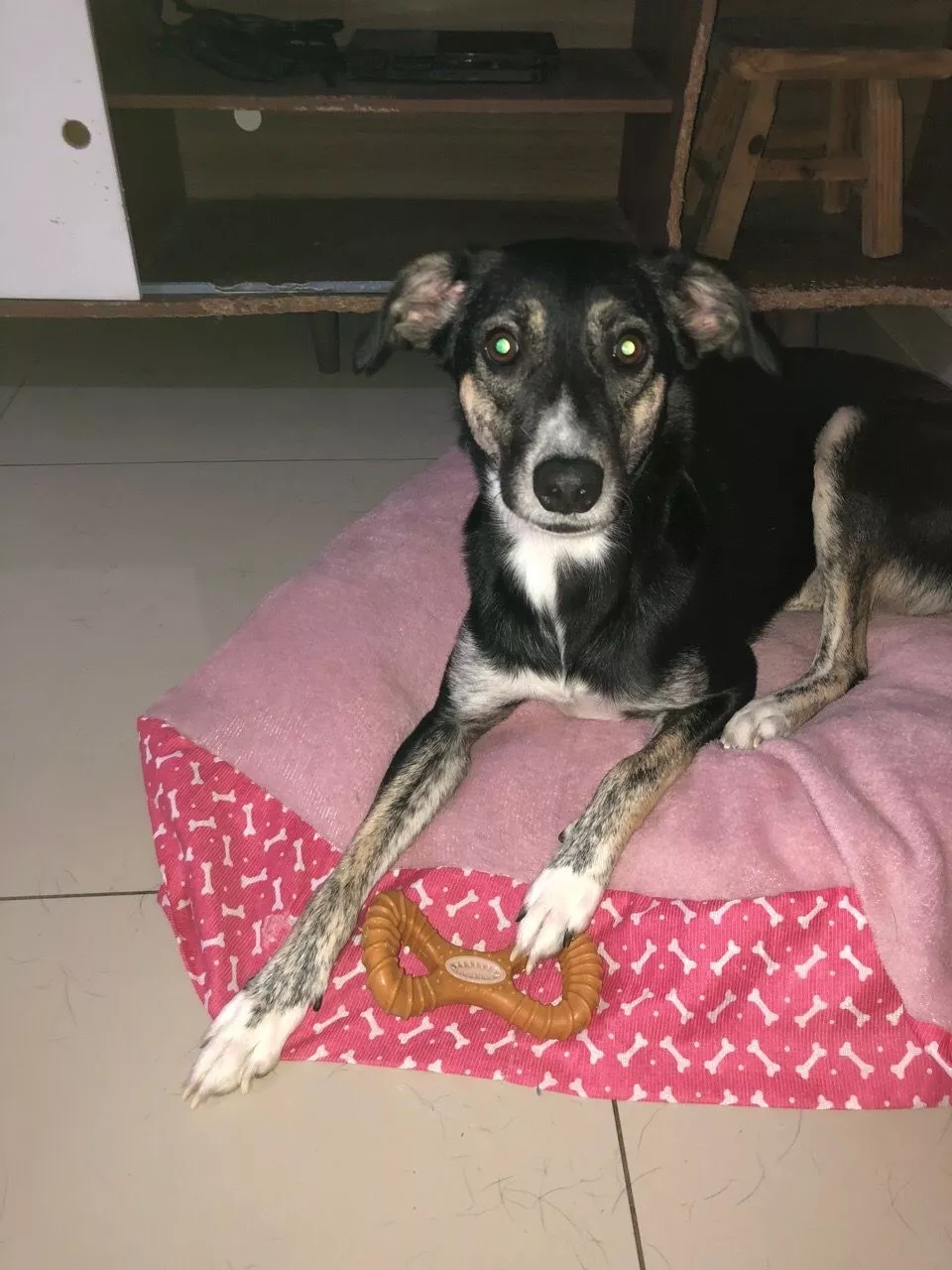 Cachorro na caminha com o mordedor formato 8 ao lado