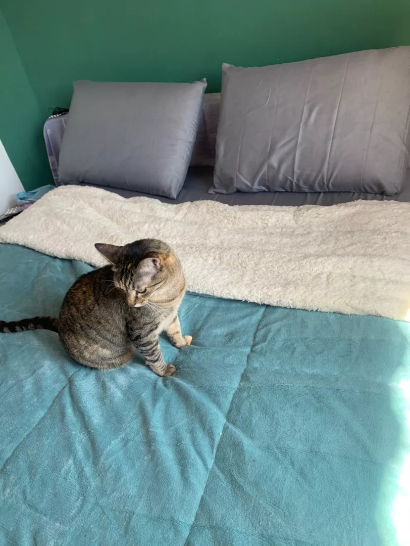 Gato sentado sobre o coberdrom azul com lado sherpa