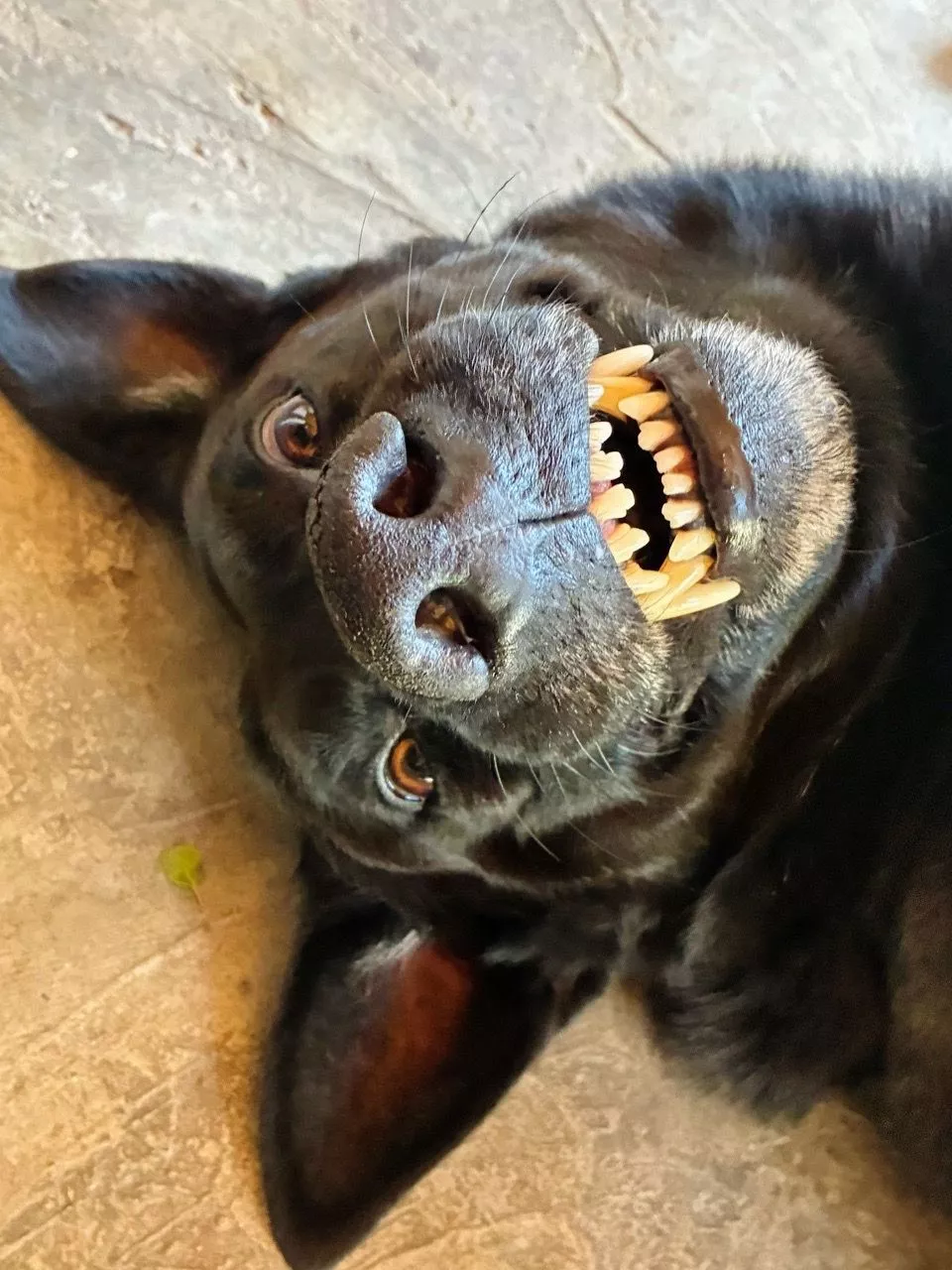Cachorro preto deitado no chão mordendo o brinquedo