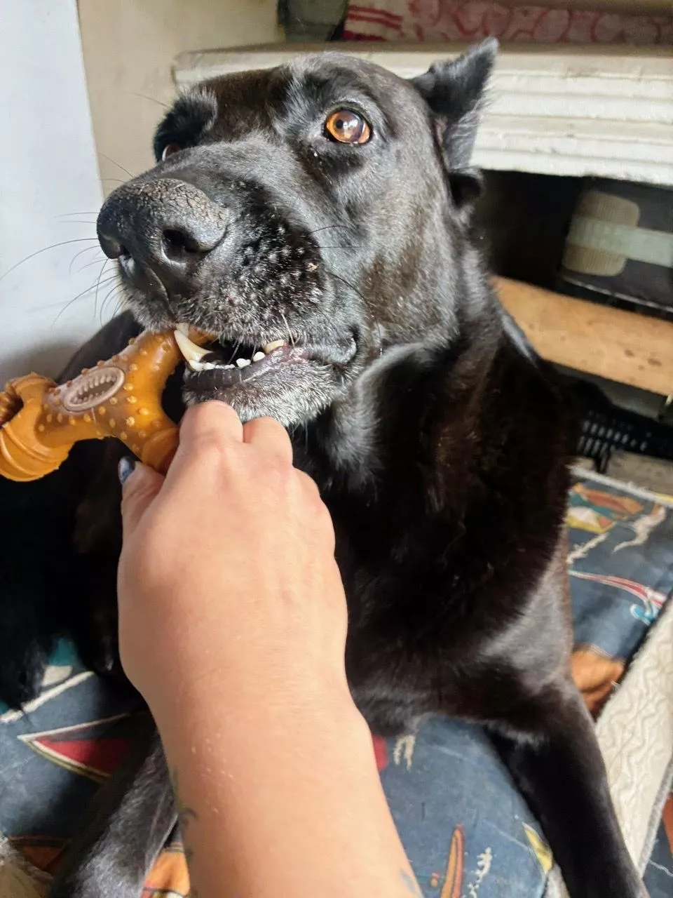 Cachorro preto grande mordendo o osso segurado pela tutora