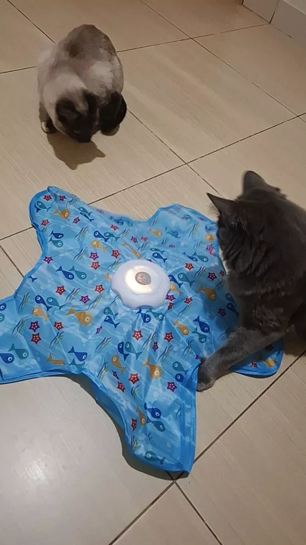 Dois gatos brincando juntos no tapete com varinha acesa